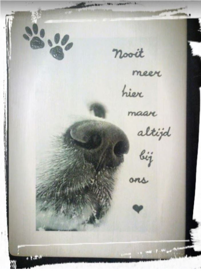 Bord met foto overleden huisdier en gedicht "Nooit meer hier"