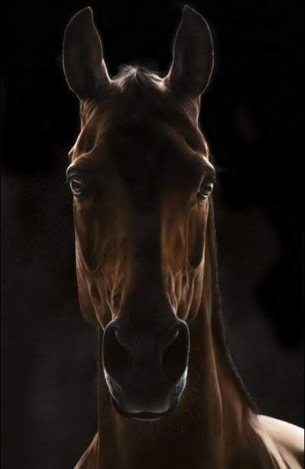 Memories - paard