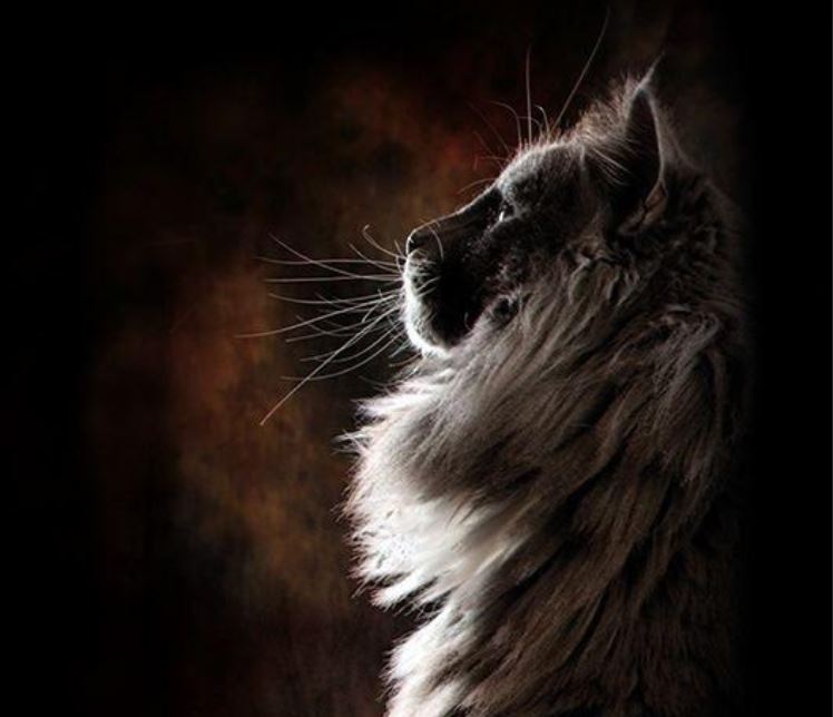 Herinnering aan een overleden poes