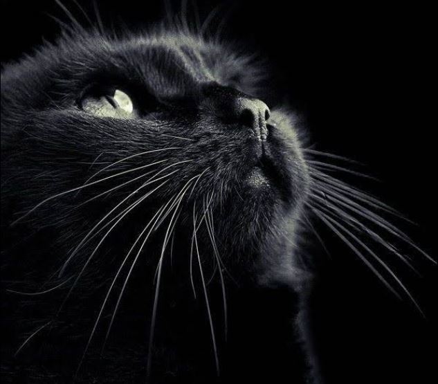 Memories - Poes