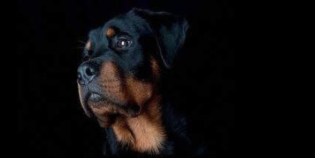 Memories - Rotweiler